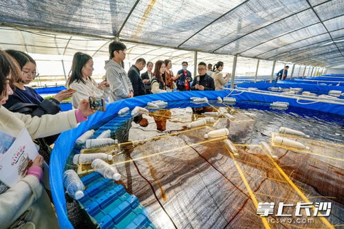 一季度長沙農(nóng)產(chǎn)品加工業(yè)銷售收入突破917億元，同比增長6.5%展現(xiàn)穩(wěn)健發(fā)展