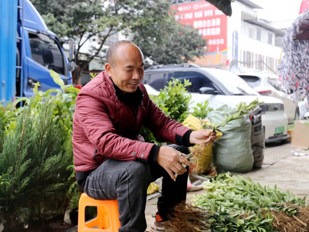 苗木市場(chǎng)春意濃 特色產(chǎn)業(yè)驅(qū)動(dòng)農(nóng)轉(zhuǎn)工新篇章，農(nóng)產(chǎn)品加工添翼騰飛