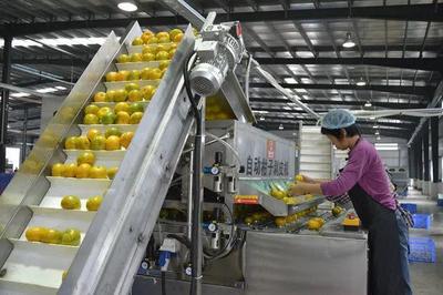 我國(guó)農(nóng)產(chǎn)品加工業(yè)迎來(lái)重大機(jī)遇 產(chǎn)業(yè)集群引領(lǐng)產(chǎn)業(yè)升級(jí)